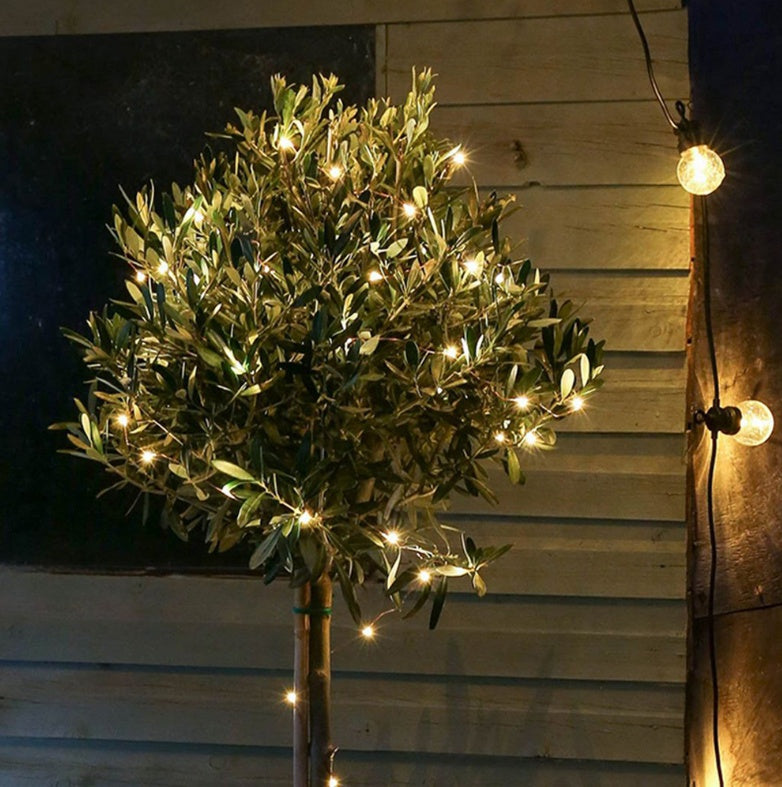 Solar-Powered Garden Lights - Eco-Friendly Outdoor Lighting