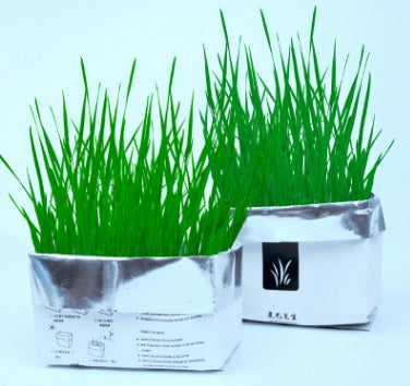 Eco-Friendly Indoor Plant Growing Kit - Biodegradable & Sustainable