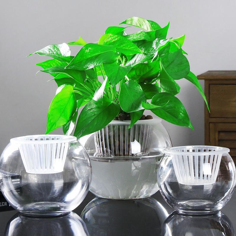 Hydroponic Plant Vase - Clear Round Glass for Soil-Free Indoor Gardening