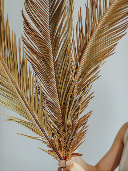 Natural Dried Fructose Dragon Blood Palm Fan Leaves – Boho Wedding & Home Décor