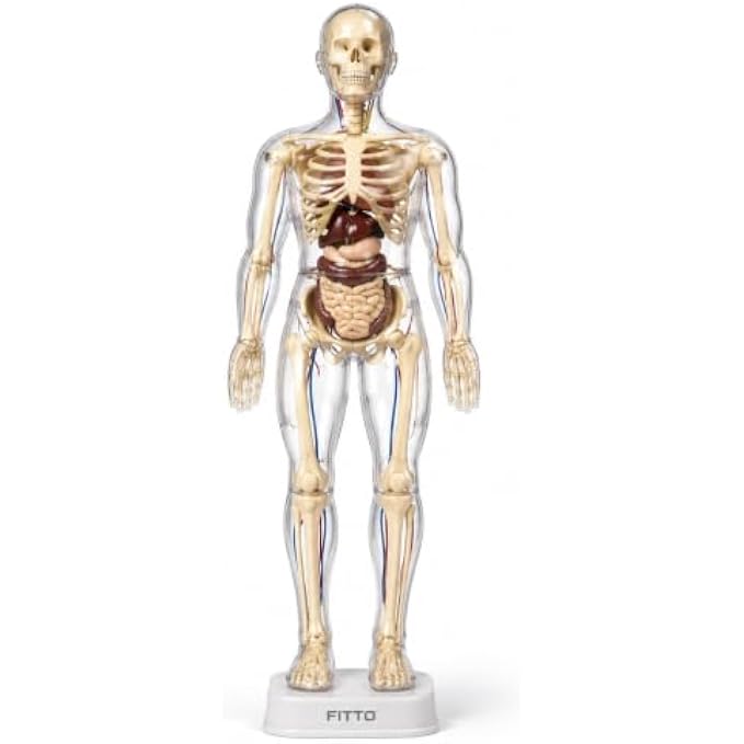 72 Pieces Human Body Anatomy Models (28.5 cm Skeleton with Removable Internal Organs and Display Stand for Biology Study)