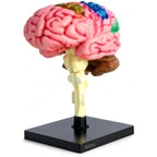 48 Pieces Anatomical Brain Models with Brainstem and Stable Display Base (Multicolor Educational Study Aid for Classroom and Home Learning)