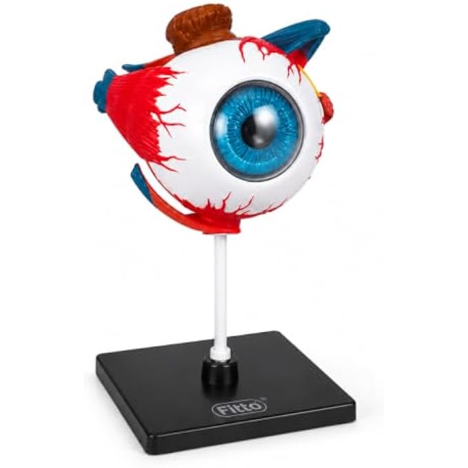 48 Pieces 3D Human Eyeball Anatomy Models with Display Stand (Educational Biology and Science Study Aid for Classroom – Lab and Desk Display)