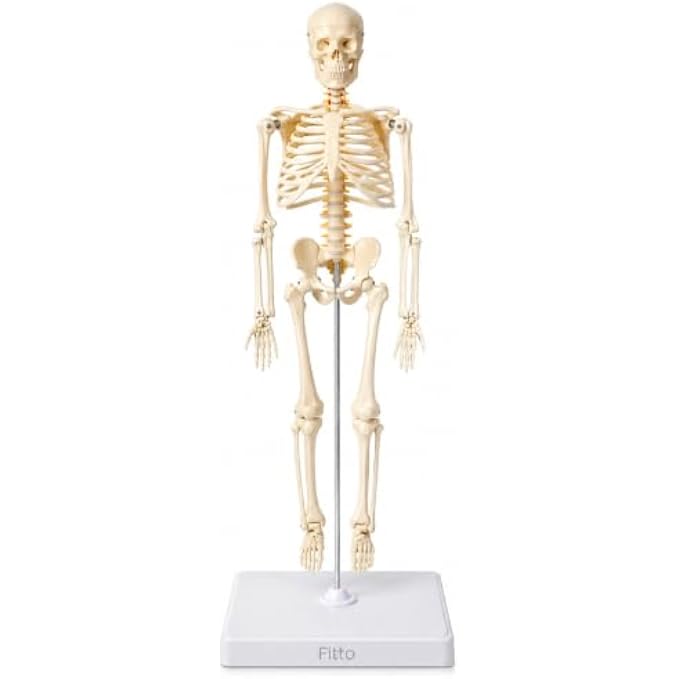 72 Pieces Human Skeleton Anatomy Models with Display Stand (Educational Biology Study Aid for Classroom – Clinic and Home Study)