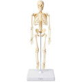72 Pieces Human Skeleton Anatomy Models with Display Stand (Educational Biology Study Aid for Classroom – Clinic and Home Study)