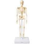 72 Pieces Human Skeleton Anatomy Models with Display Stand (Educational Biology Study Aid for Classroom – Clinic and Home Study)