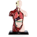 48 Pieces Human Anatomy Torso Models with Internal Organs and Display Base (Educational Biology Study Aid for Classroom and Lab)