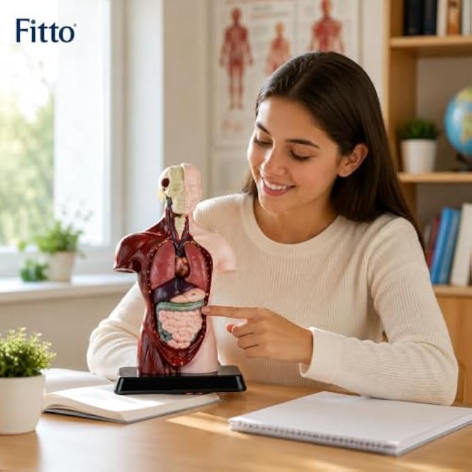 48 Pieces Human Anatomy Torso Models with Internal Organs and Display Base (Educational Biology Study Aid for Classroom and Lab)