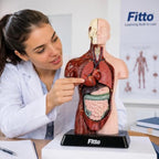 48 Pieces Human Anatomy Torso Models with Internal Organs and Display Base (Educational Biology Study Aid for Classroom and Lab)