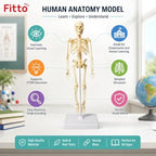 72 Pieces Human Skeleton Anatomy Models with Display Stand (Educational Biology Study Aid for Classroom – Clinic and Home Study)