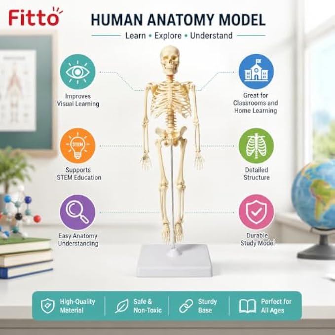 72 Pieces Human Skeleton Anatomy Models with Display Stand (Educational Biology Study Aid for Classroom – Clinic and Home Study)