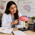 48 Pieces Anatomical Brain Models with Brainstem and Stable Display Base (Multicolor Educational Study Aid for Classroom and Home Learning)