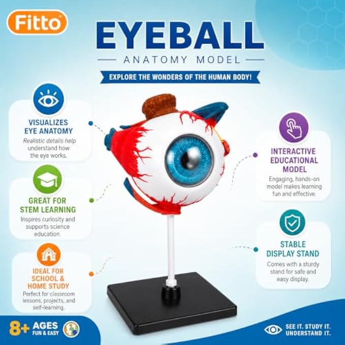 48 Pieces 3D Human Eyeball Anatomy Models with Display Stand (Educational Biology and Science Study Aid for Classroom – Lab and Desk Display)
