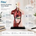 48 Pieces Human Anatomy Torso Models with Internal Organs and Display Base (Educational Biology Study Aid for Classroom and Lab)