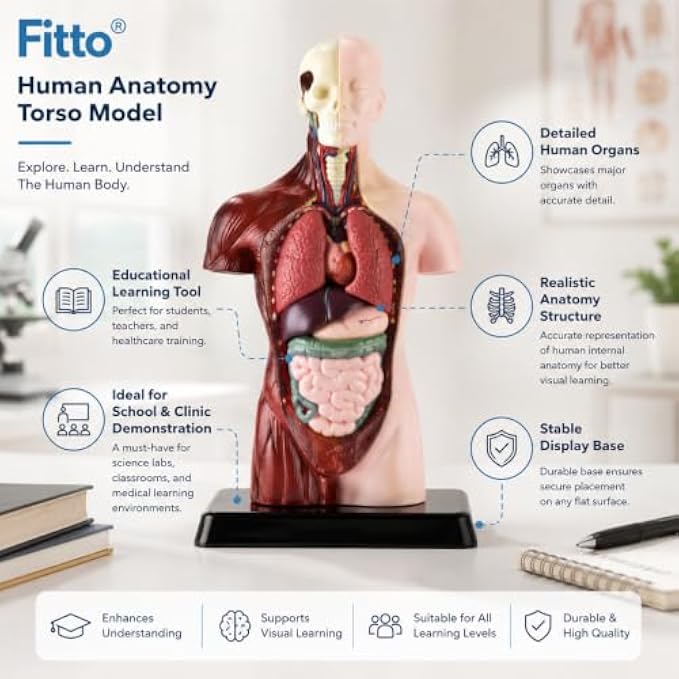 48 Pieces Human Anatomy Torso Models with Internal Organs and Display Base (Educational Biology Study Aid for Classroom and Lab)