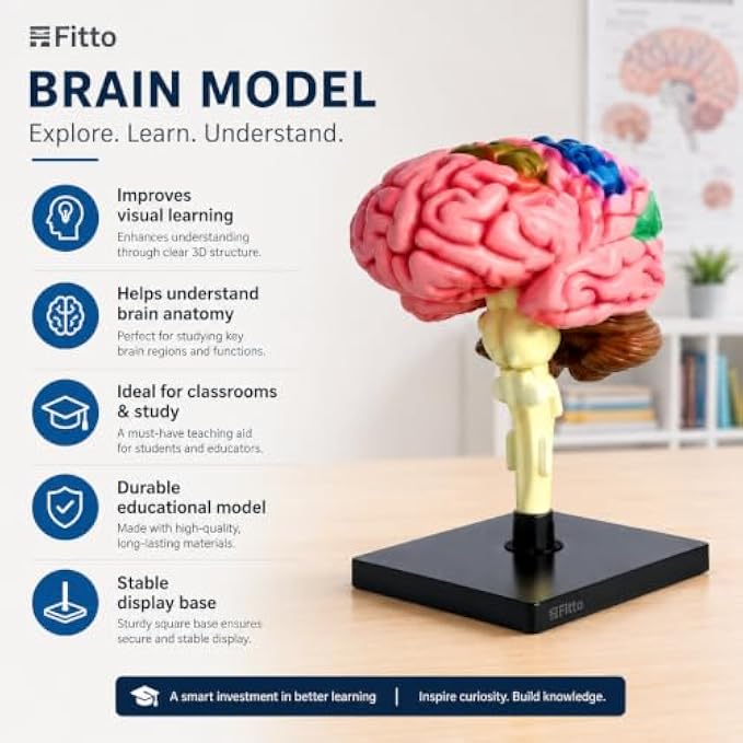 48 Pieces Anatomical Brain Models with Brainstem and Stable Display Base (Multicolor Educational Study Aid for Classroom and Home Learning)