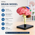 48 Pieces Anatomical Brain Models with Brainstem and Stable Display Base (Multicolor Educational Study Aid for Classroom and Home Learning)