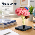 48 Pieces Anatomical Brain Models with Brainstem and Stable Display Base (Multicolor Educational Study Aid for Classroom and Home Learning)
