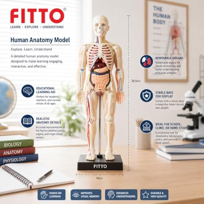 72 Pieces Human Body Anatomy Models (28.5 cm Skeleton with Removable Internal Organs and Display Stand for Biology Study)