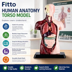 48 Pieces Human Anatomy Torso Models with Internal Organs and Display Base (Educational Biology Study Aid for Classroom and Lab)