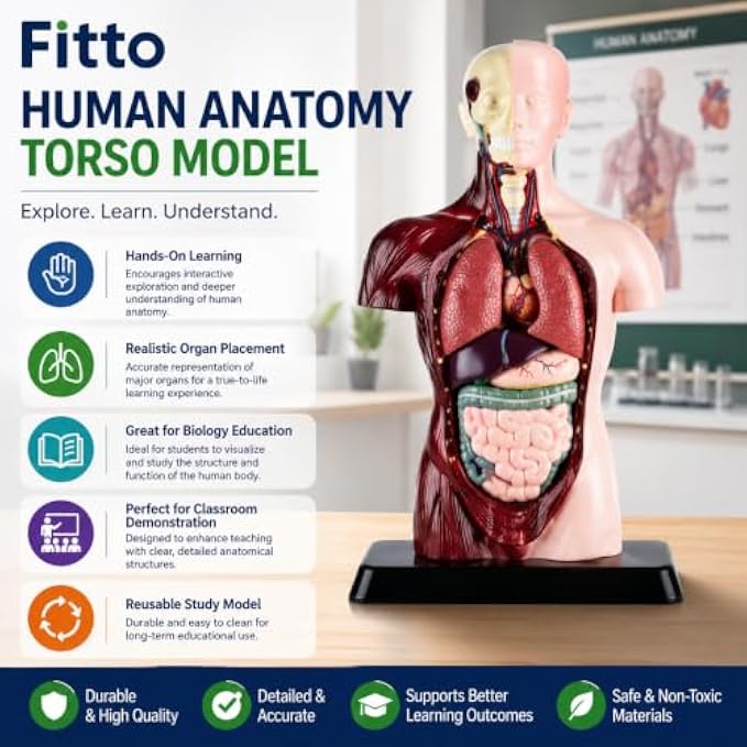 48 Pieces Human Anatomy Torso Models with Internal Organs and Display Base (Educational Biology Study Aid for Classroom and Lab)