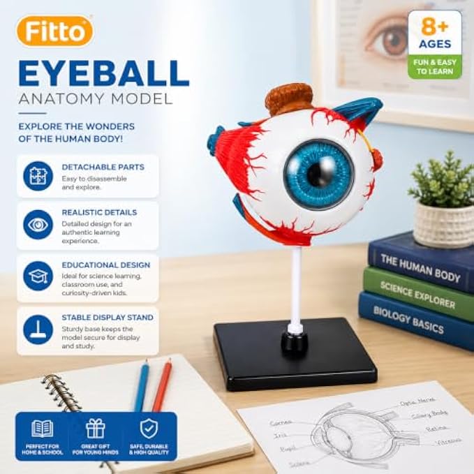48 Pieces 3D Human Eyeball Anatomy Models with Display Stand (Educational Biology and Science Study Aid for Classroom – Lab and Desk Display)