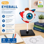 48 Pieces 3D Human Eyeball Anatomy Models with Display Stand (Educational Biology and Science Study Aid for Classroom – Lab and Desk Display)