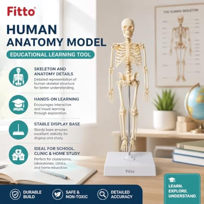 72 Pieces Human Skeleton Anatomy Models with Display Stand (Educational Biology Study Aid for Classroom – Clinic and Home Study)