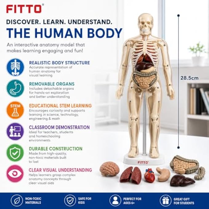 72 Pieces Human Body Anatomy Models (28.5 cm Skeleton with Removable Internal Organs and Display Stand for Biology Study)