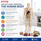 72 Pieces Human Body Anatomy Models (28.5 cm Skeleton with Removable Internal Organs and Display Stand for Biology Study)