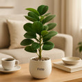 96 Pieces Artificial Potted Rubber Plant in Textured White Pots with Decorative Stones
