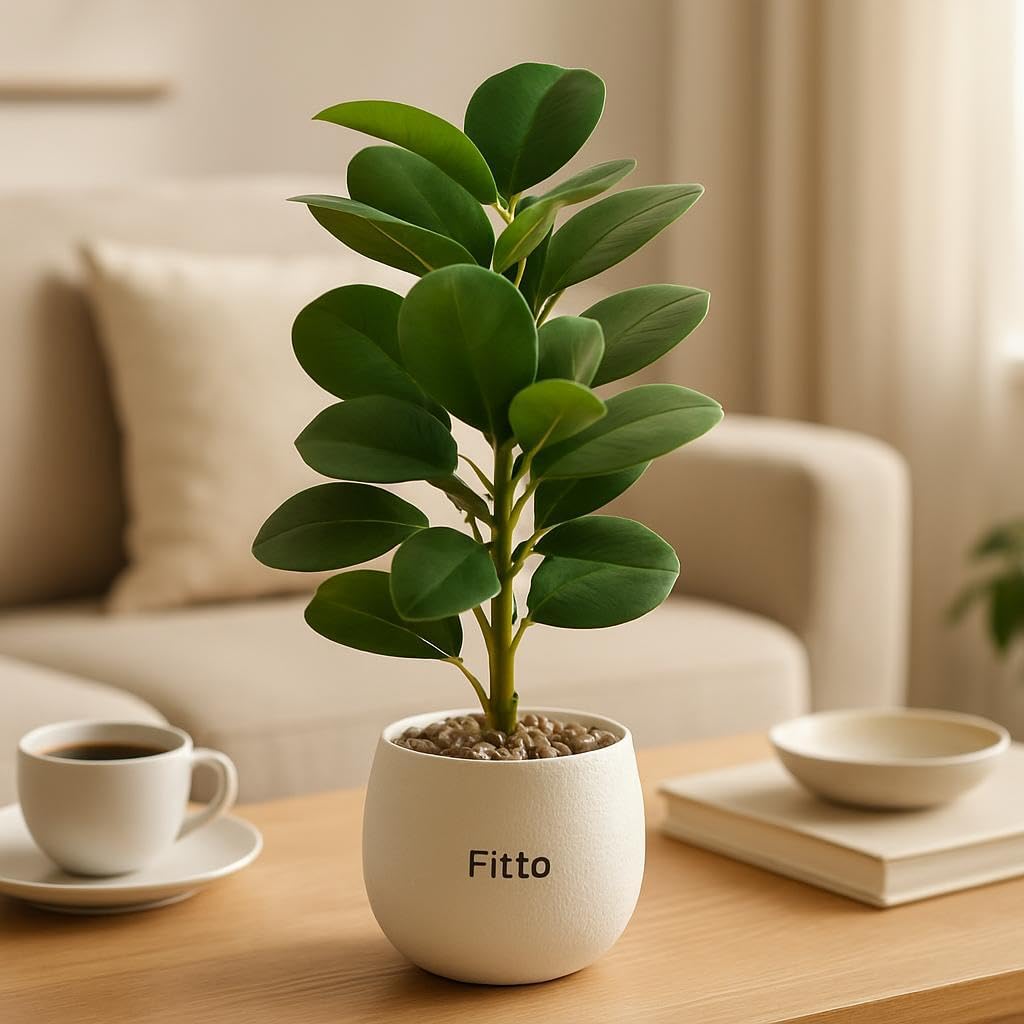 Artificial Potted Rubber Plant in Textured White Pot with Decorative Stones