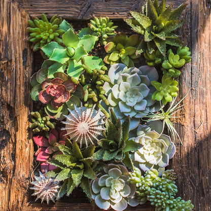 Eco-Friendly Artificial Succulent Terrarium - Low Maintenance Home Decor