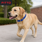 144 Pieces Adjustable Nylon Dog Collar with Metal Buckle, 2.5 x 50 cm, Assorted Color, 1 Piece